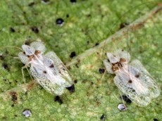 Corythucha ciliata_имаго_2
